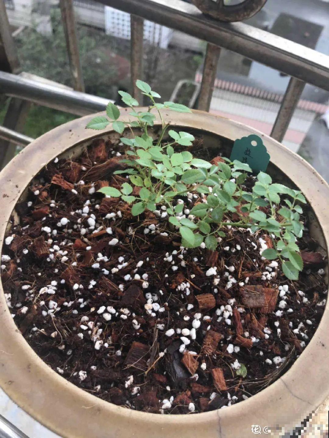 春天正施肥，氮磷钾肥别买了，自己在家就能做！