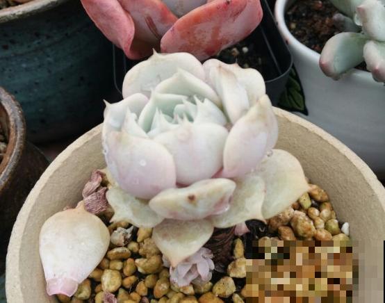养了6年多肉，我是如何一步一步，从小白变成高手的！