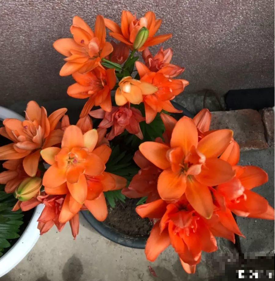 这花一旦重瓣，简直美爆了，怪不得人人爱！