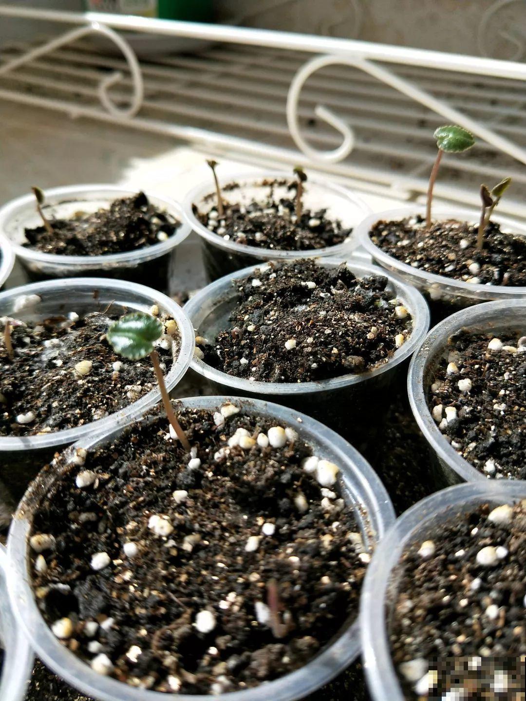 这花特好养，撒一把丢土里，冒出一堆新芽！