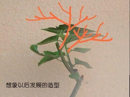 金枝玉叶不能长太高，越矮越值钱，一长高就砍！