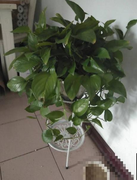 你家的绿叶植物长势如何？基础条件要扎牢，天一热就窜满盆！