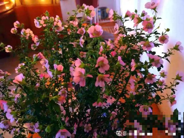 3月开始，8种花随便养，开花多长得快，新手也能养爆盆！