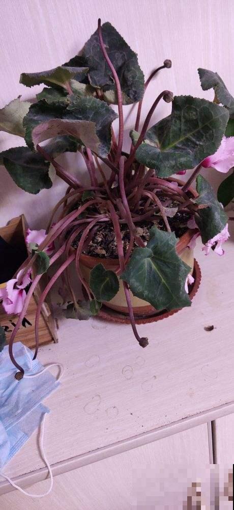 一个多月没管花，别急着给它浇水，养护循序渐进最重要