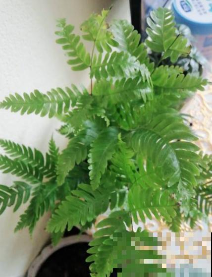 蕨类植物好看又好养，家里就能养，美貌堪比装饰品！