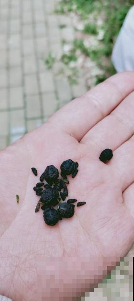 眼馋别人家紫茉莉？现在播种刚刚好，再过俩月就开满家！