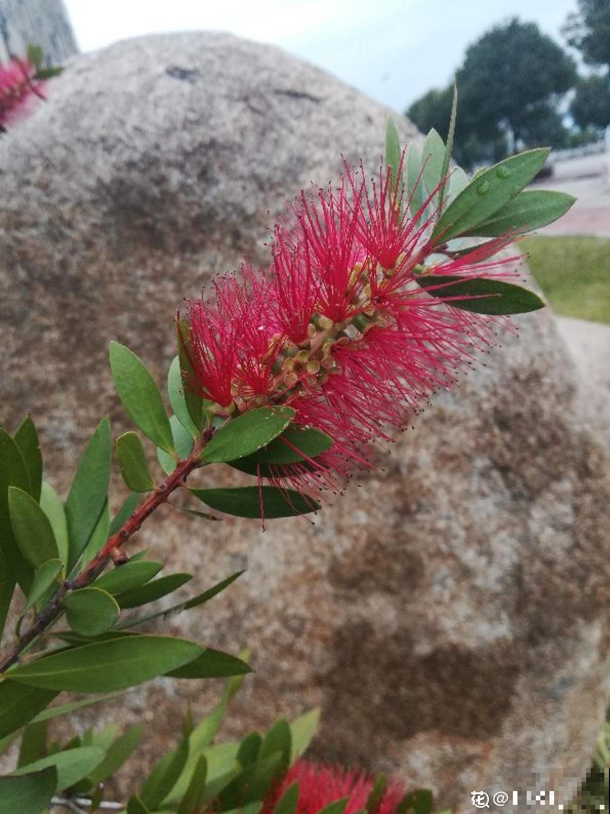 邻居养的“毛刷子”花，开花惊艳四座，红红火火有福气