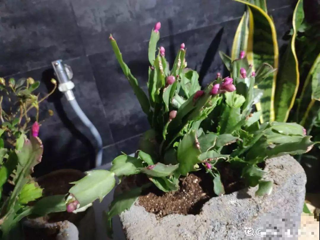 蟹爪兰光长叶子不见花？一掐一喷，半个月后就能开！