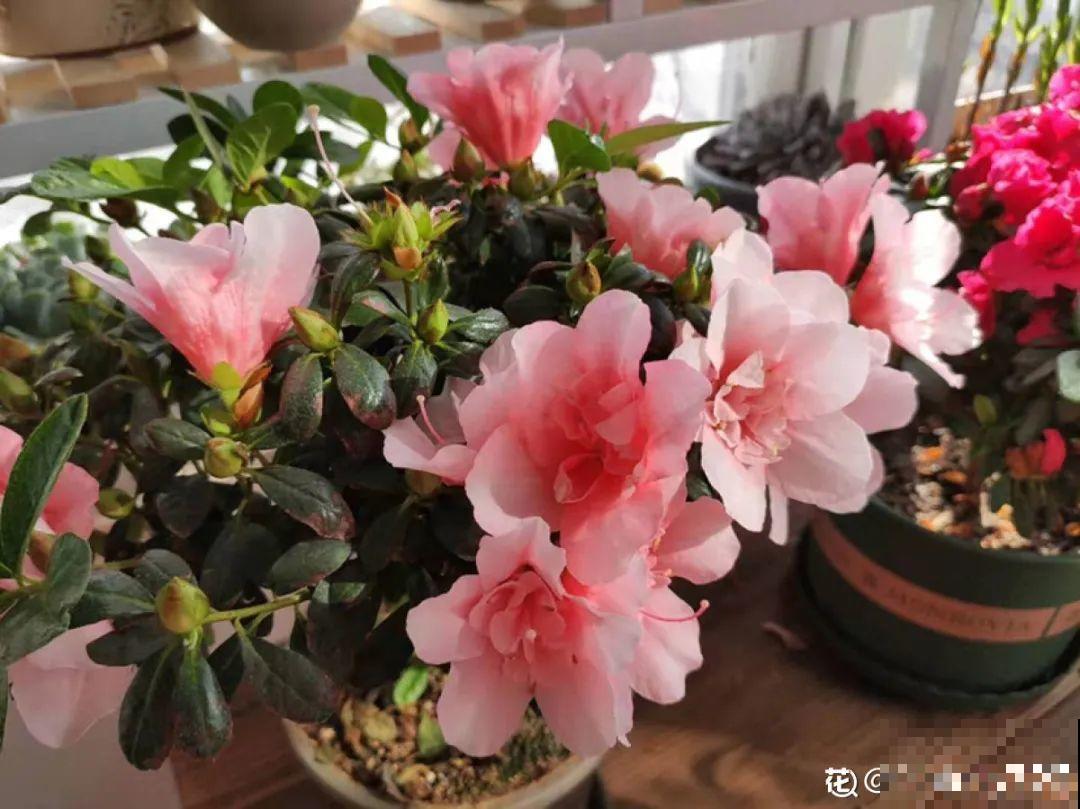 这7种花春天别乱剪，手太勤快了，反而春天不开花！