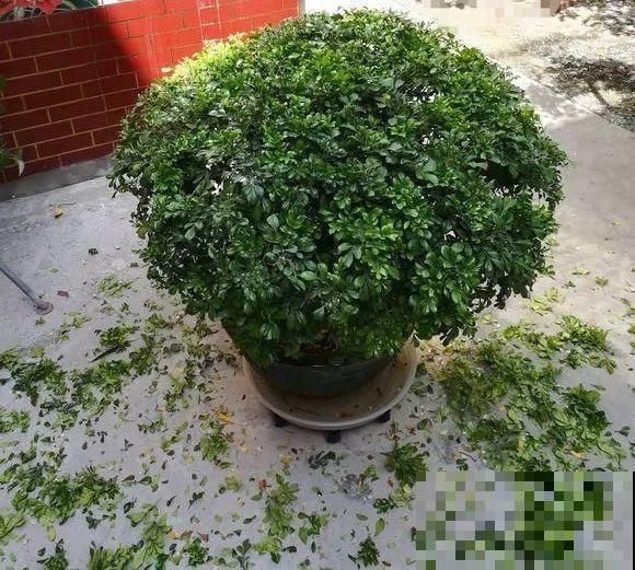 米兰春天这么养，疯狂冒新叶，开花香又多！