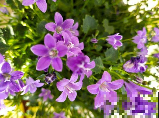 今日立春，家里有这些花，不要着急搬出去露养！