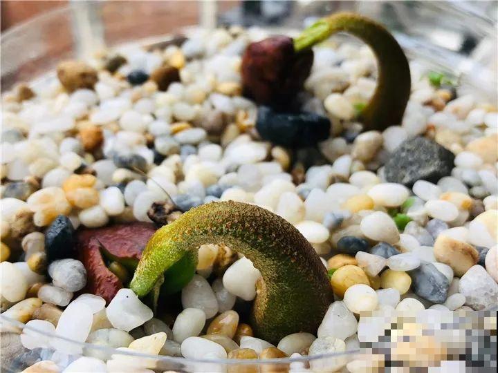 这水果太贵了，吃完留下核，还能种盆栽！