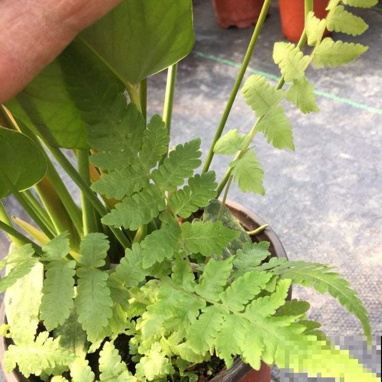 见过野生毛蕨吗，原来根系还能做成美食，很多人山上抢着挖！