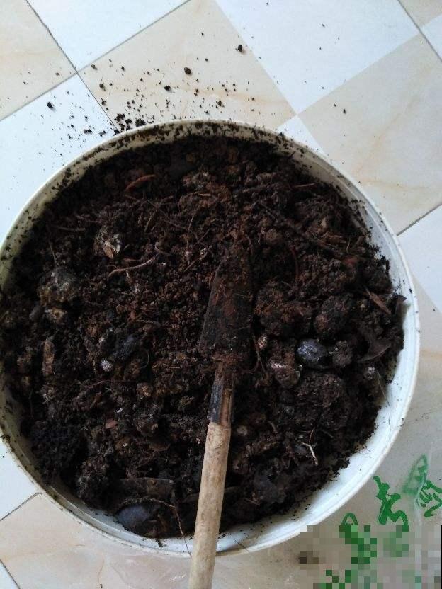 花盆边塞粒“小金豆”，过年前花草就能窜老高，花开一片真长脸