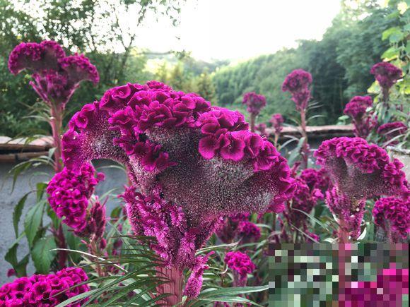 小时候经常玩的4种花，农村遍地都是，名字土开花却很美！