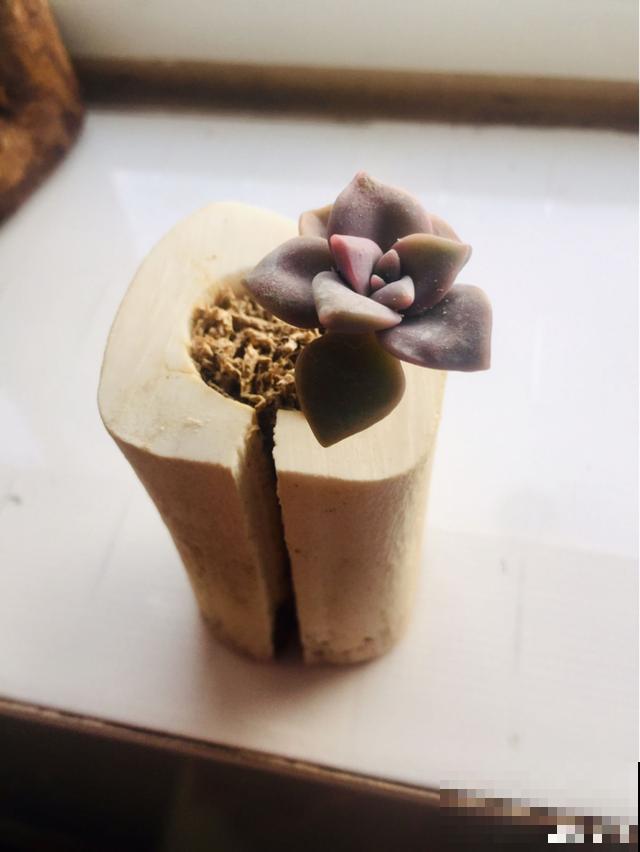一次疫情，荒芜不了整个春天，阴霾会过去，鲜花也会盛开！