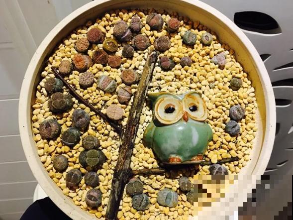 她在花盆里放了这个，多肉秒变盆景，美成一幅画！