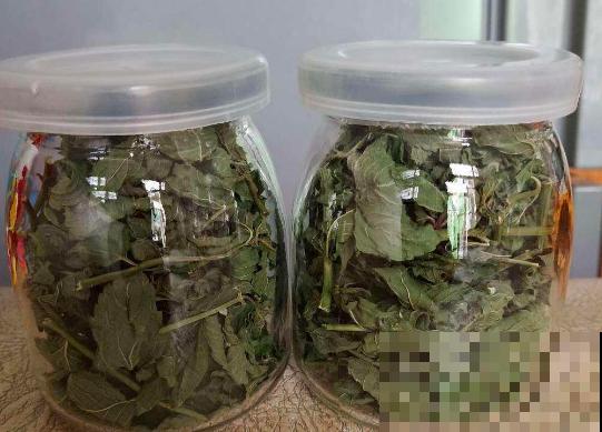 这种植物可以做菜，叶子摘下能泡茶，养人又养眼！