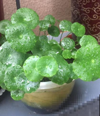 5种招财植物，叶片长得像铜钱，寓意财源滚滚来！