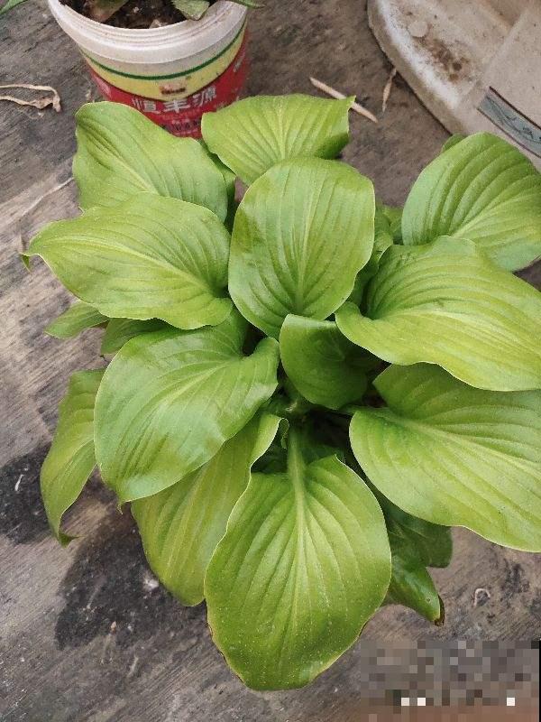 “10种”耐阴花，北阳台也能开花，现在养正是好时候