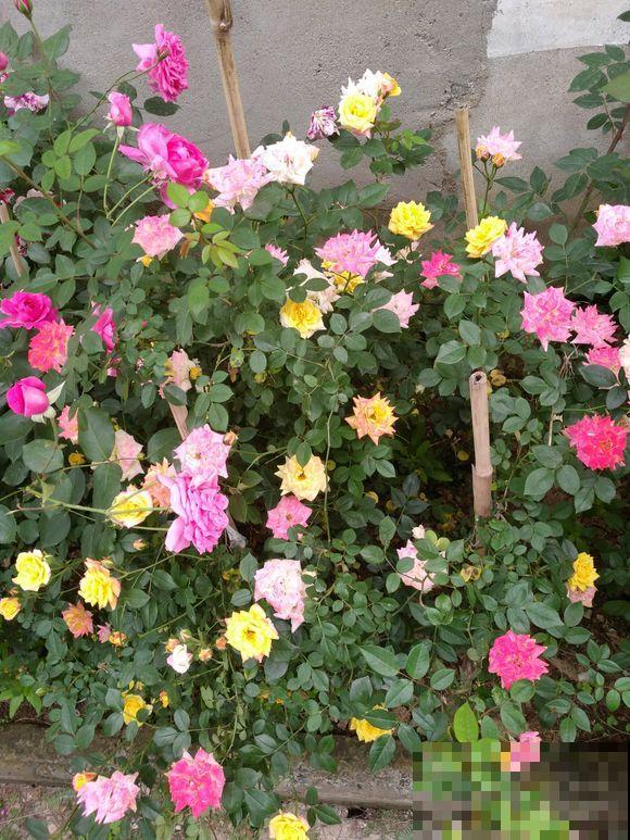家里这花太神奇，开花后会变颜色，跟颜料染过似的！