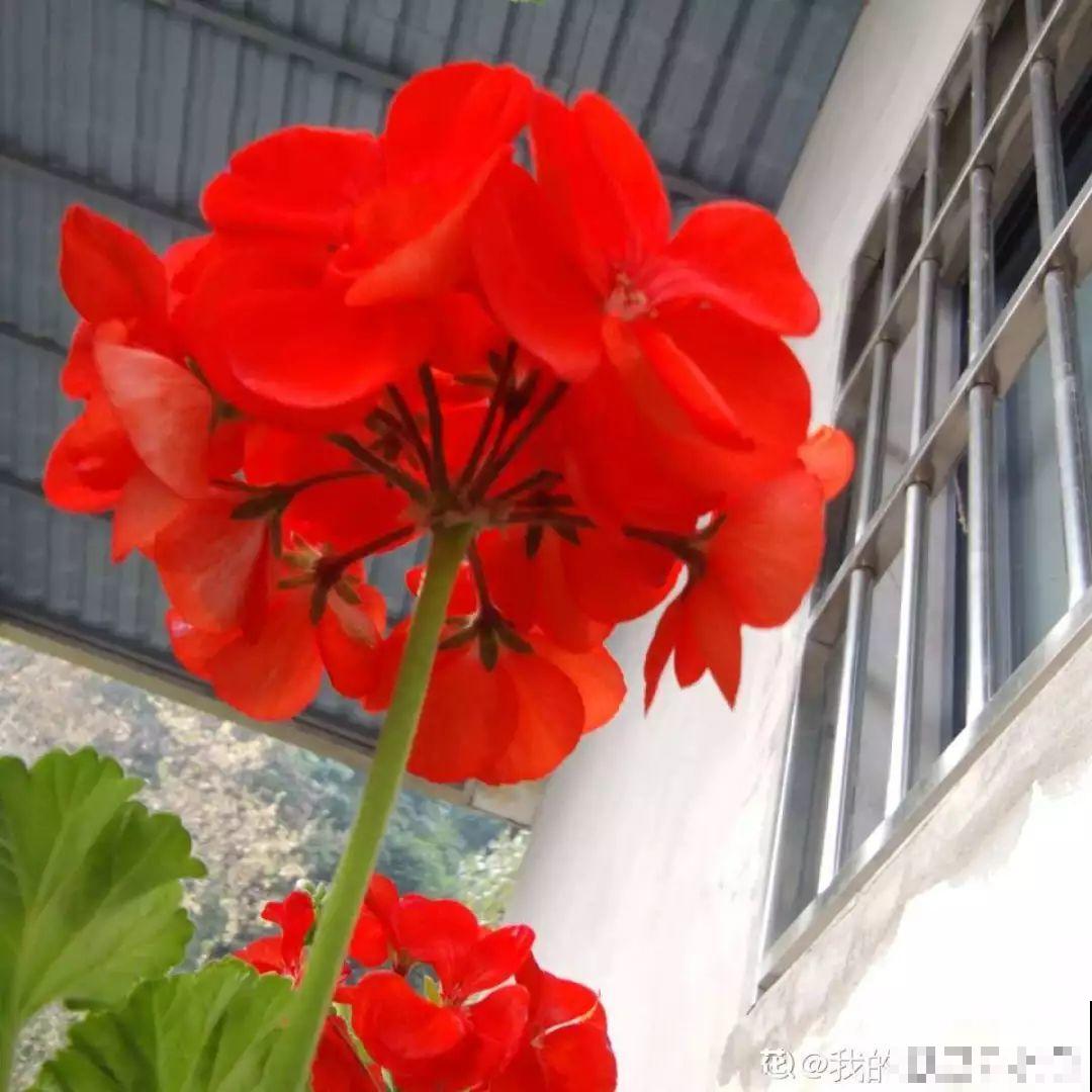 这花一旦重瓣，简直美爆了，怪不得人人爱！