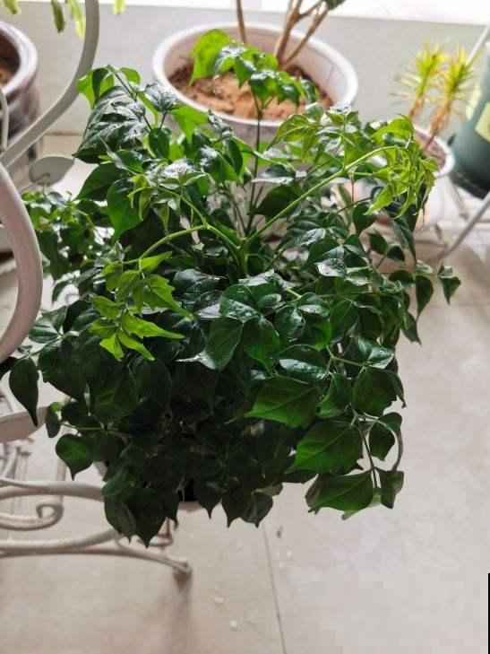 发财树文竹……一刀砍光枝条，1个月后呼呼冒新芽