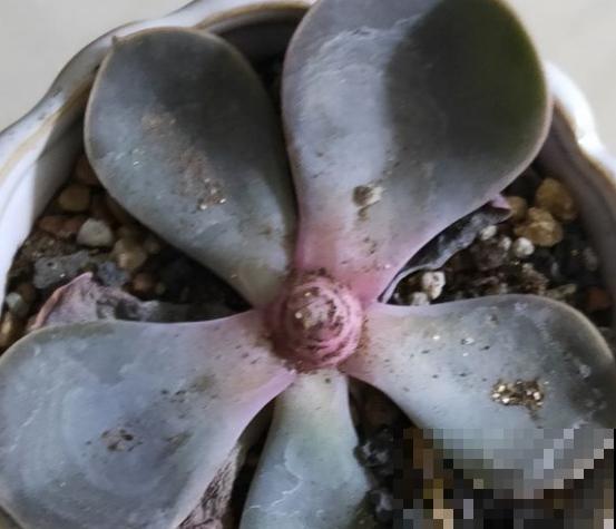 多肉赶紧摘叶子，摘完别浇水，很快冒出新芽来！