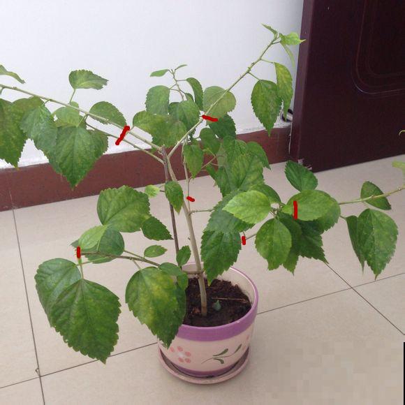 家里有这几种花，冬天剪几刀，春天爆花效果好！