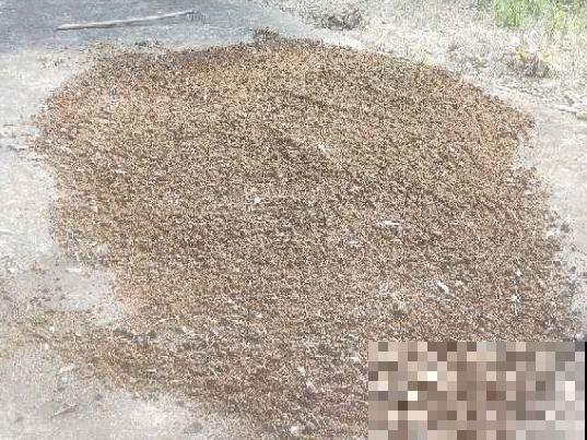换盆的旧土别扔，加点“废料”捂一捂，3个月后又是松软的大肥土