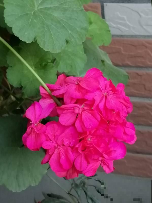 特能爆盆的花，揪个叶子插土里，1盆能让阳台变花园