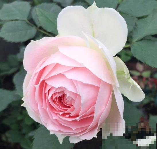 这6种月季，抗病强、花量大还耐晒，养一棵就很美！