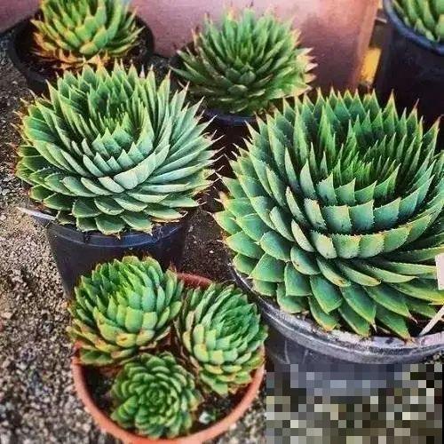 别养绿萝了，20种耐阴花，看一眼就喜欢上！