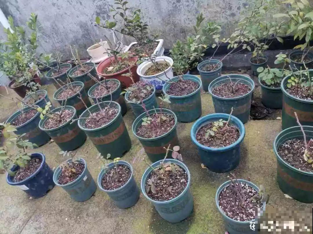 换盆时间到了，家里有这花，换完就窜新芽！