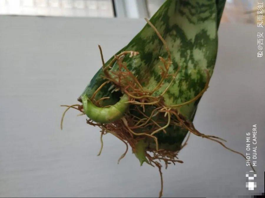 开完花的蟹爪兰，叶子摘一摘，放在梳子上遇水就生根！
