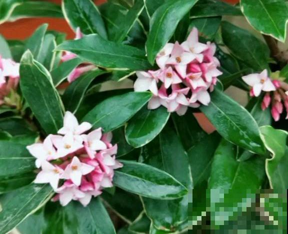 小镇上的瑞香花，一棵比澡盆还大，整条街都是香的！