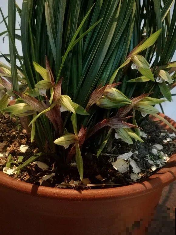 1棵长寿花，冒出124个花箭，开花开成大锅盖，咋养的？