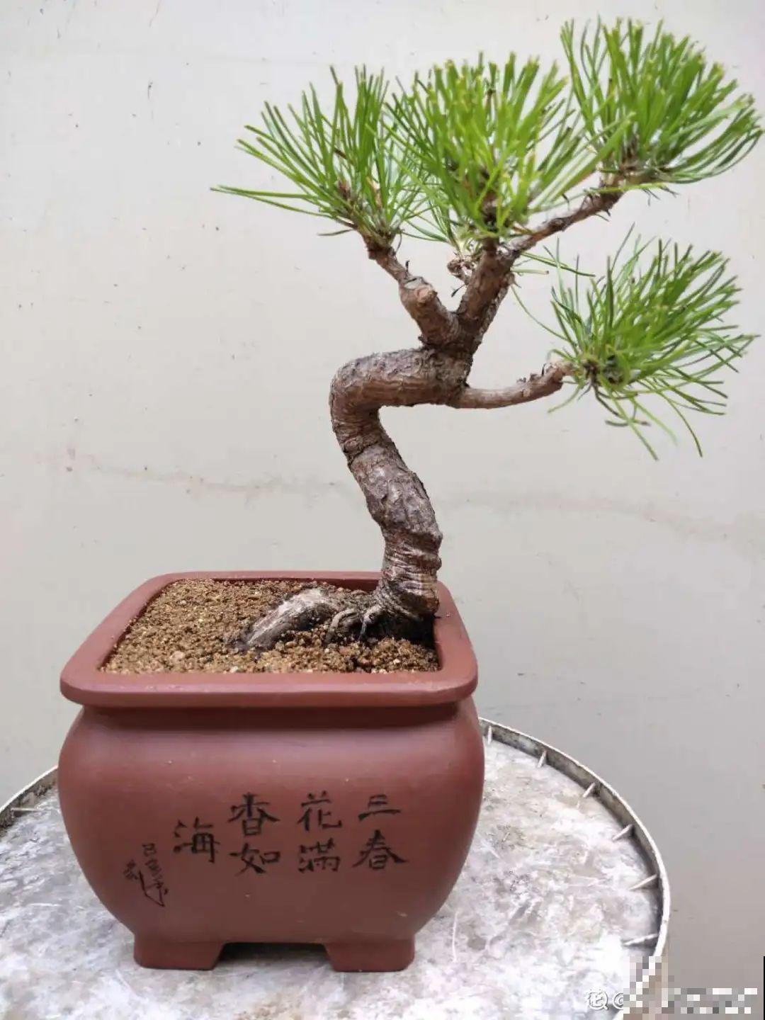 农村不起眼的树，挖一棵做盆景，比买得还要好看！