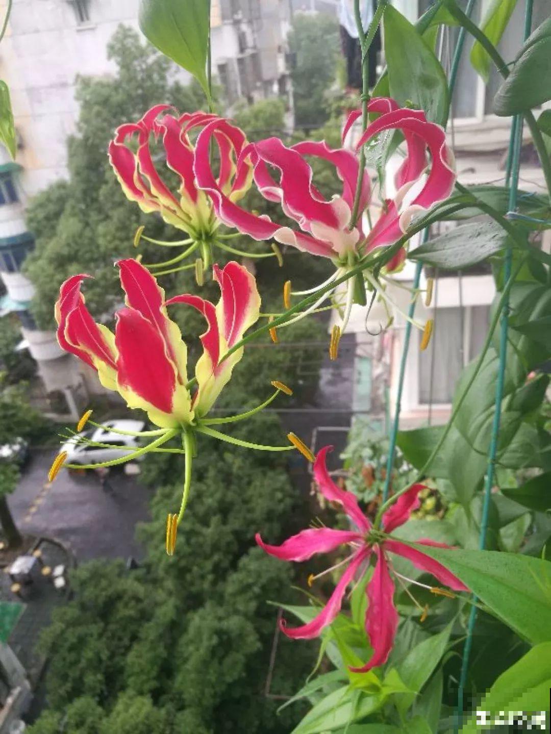 这花的根像山药棍，埋土里就活，一年后数量翻倍！