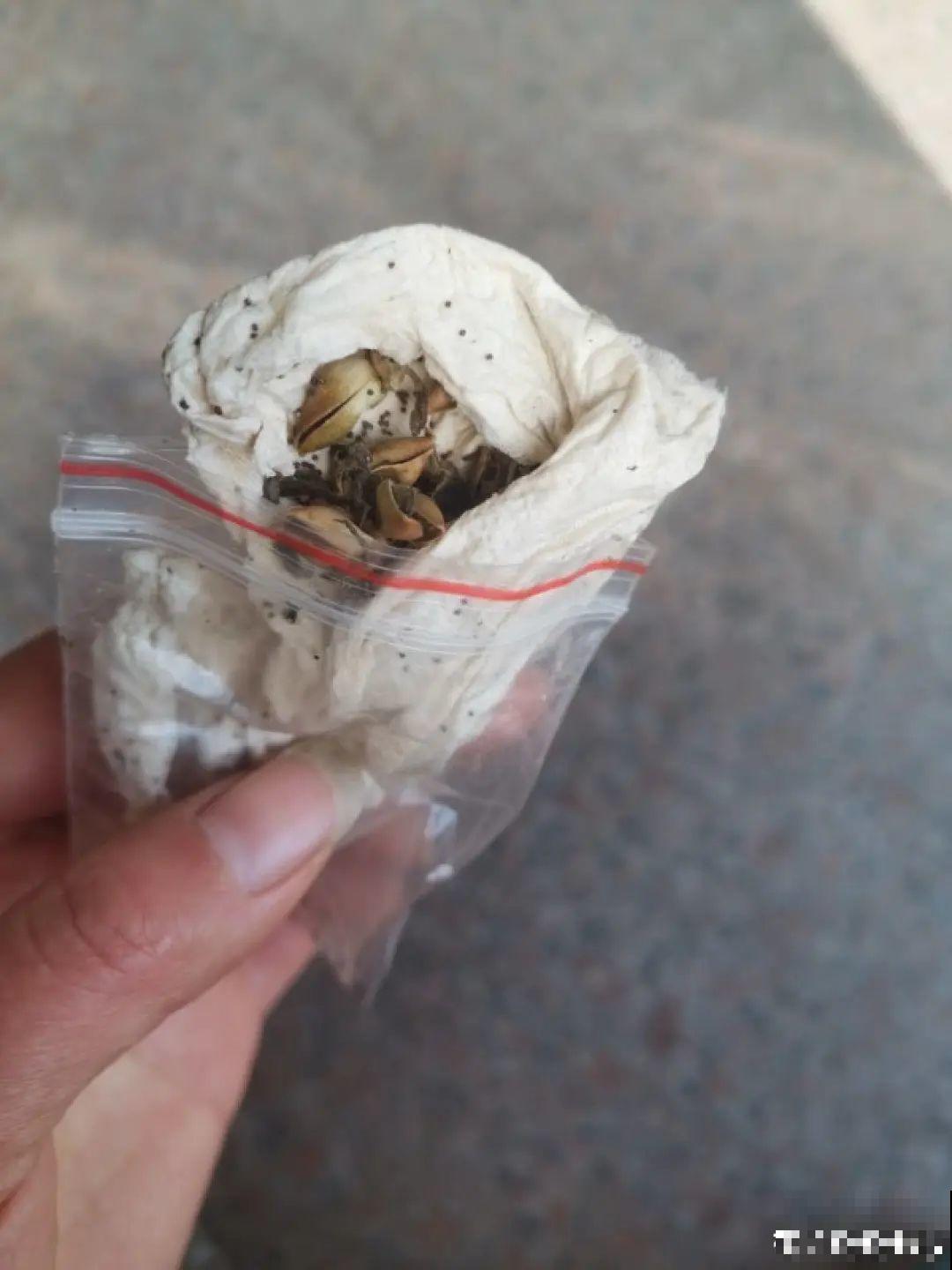 1个球切8块，丢土里就能冒芽，来年收获一大盆！