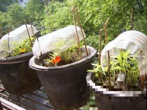 厨房用剩的空油桶，洗赶紧剪一刀，瞬间变身过冬小温室！