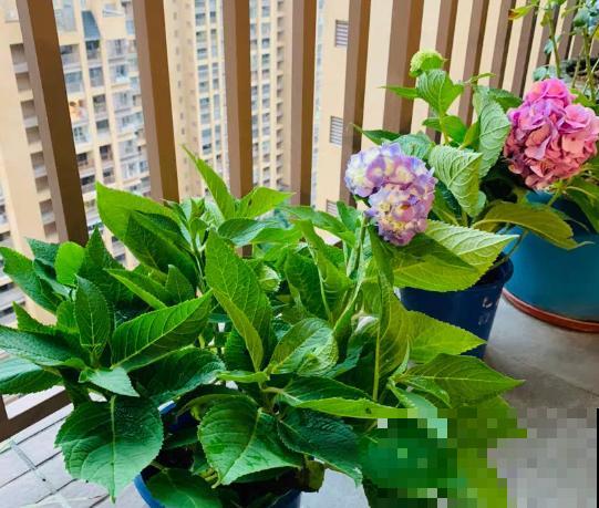 春雨贵如油，这6种花，越淋雨长得越旺盛！