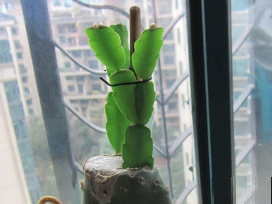 蟹爪兰插萝卜上，也能嫁接？这波操作还是头一回见！