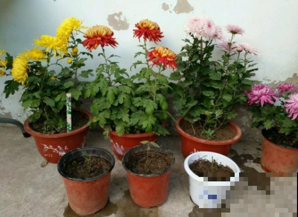 野外这3种土，是养花黄金土，枝繁叶茂根又壮！