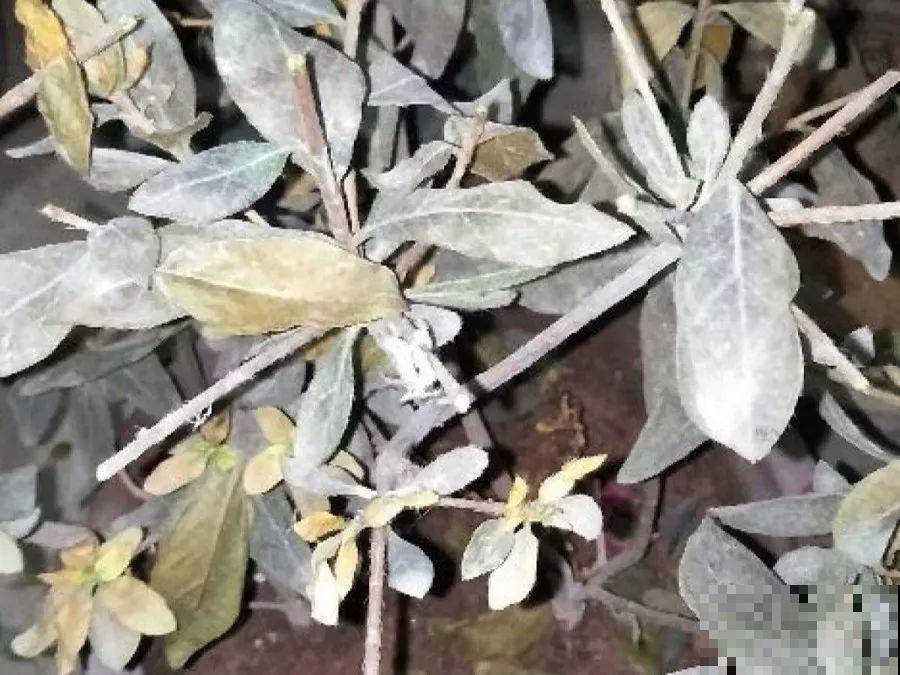 这花公认难养，买回家没开两天，叶子发黄全都往下掉！