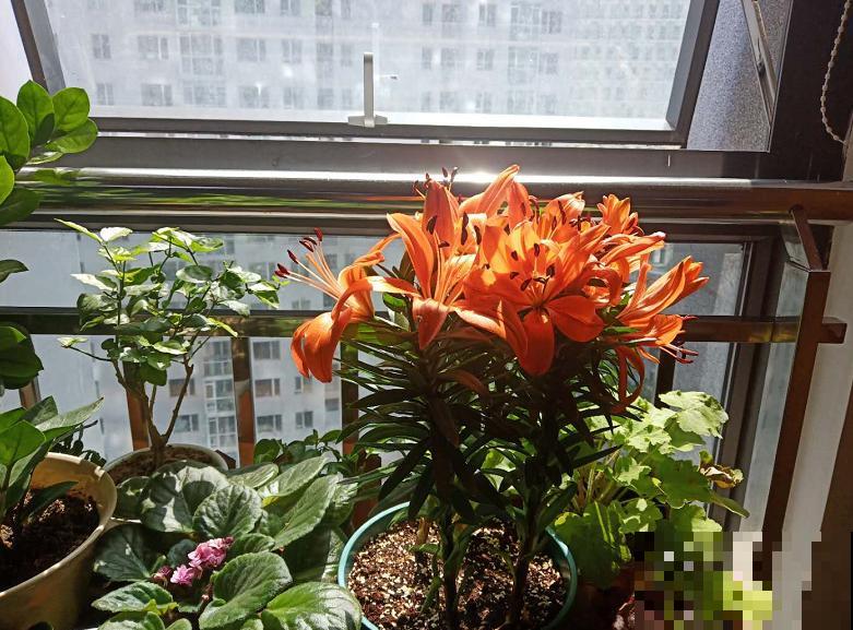 卧室有这4种花，赶紧搬出去，对身体不好！