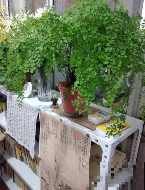 蕨类植物好看又好养，家里就能养，美貌堪比装饰品！