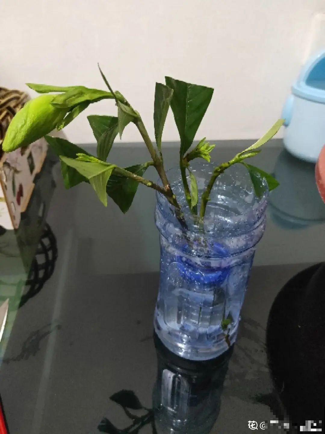 春天扦插最好活，沾点自制生根水，生根100％！