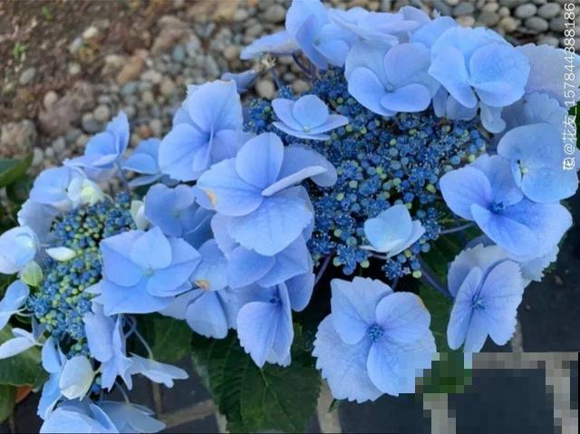 3月开始，8种花随便养，开花多长得快，新手也能养爆盆！