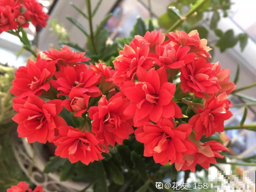 换盆时间到了，家里有这花，换完就窜新芽！